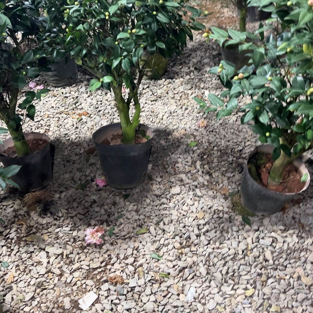 大部分花苞少量开放