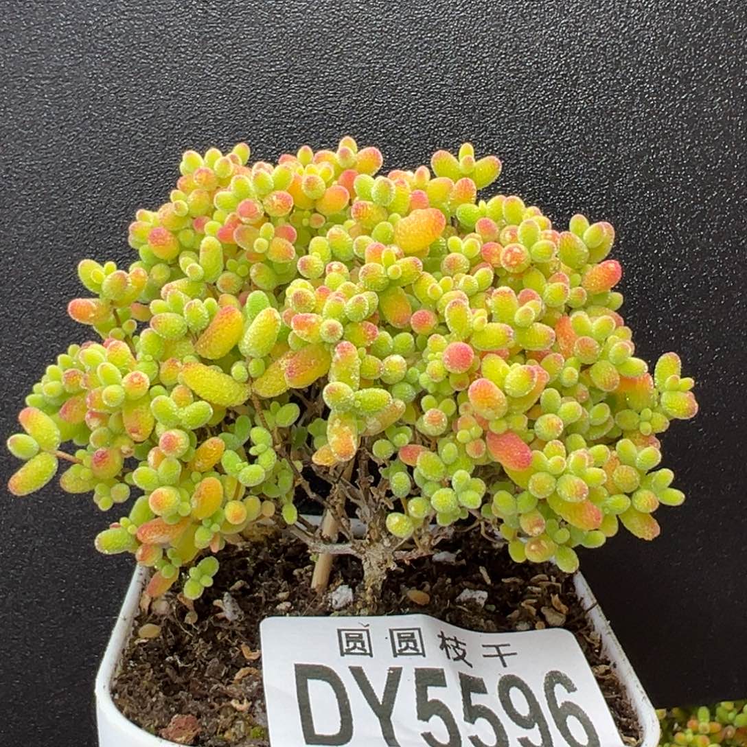 dy5596小老桩精控蜜橘糖球冠幅6.5cm
