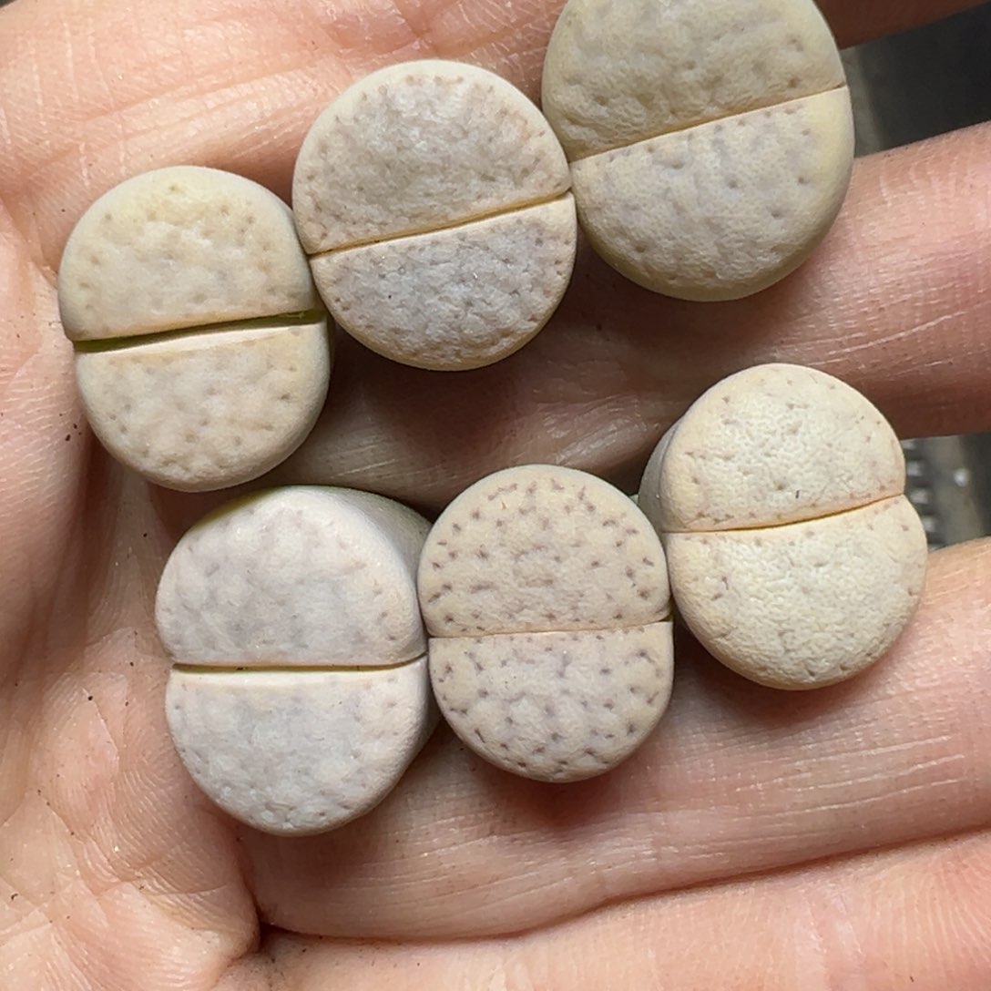 【闪购商品】541……