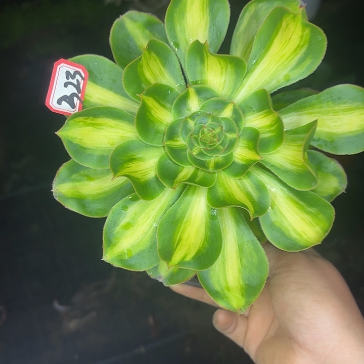 萌***暴君小单头323多肉植物