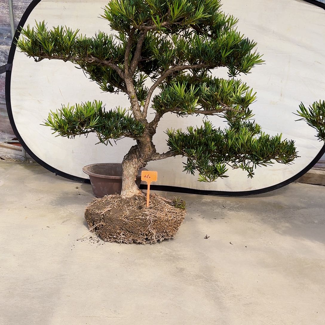 完全开放精品罗汉松无铝丝