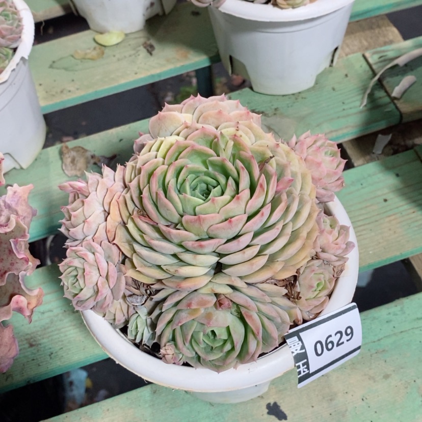 【闪购商品】昂斯洛0629