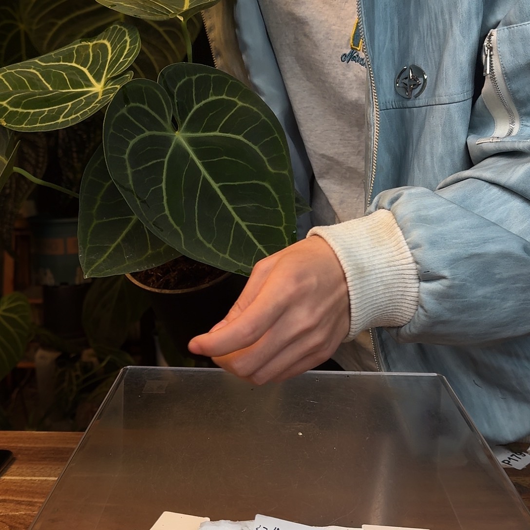 完全开放N28荷兰克莱恩
