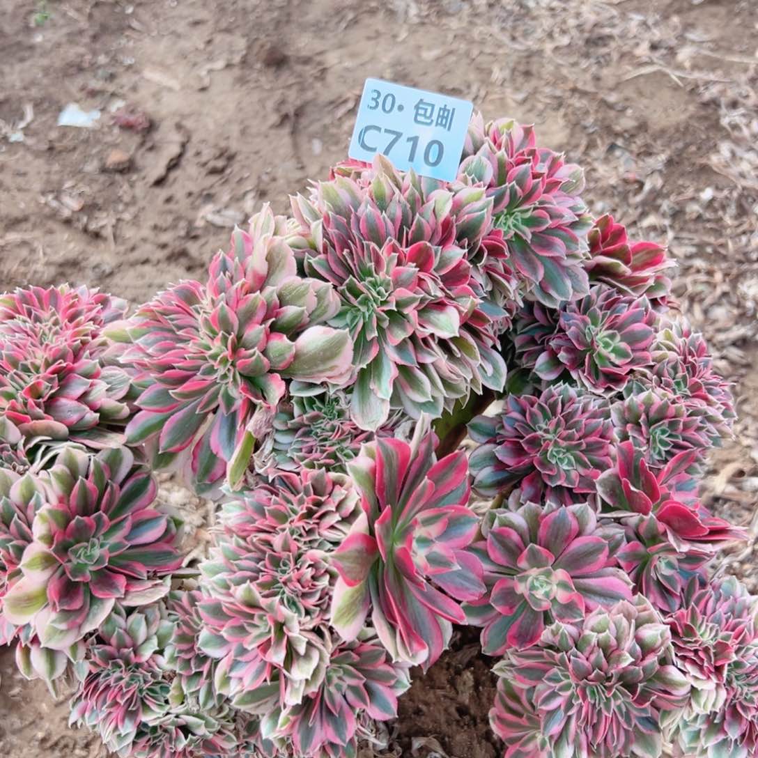 710女巫缀多肉法师