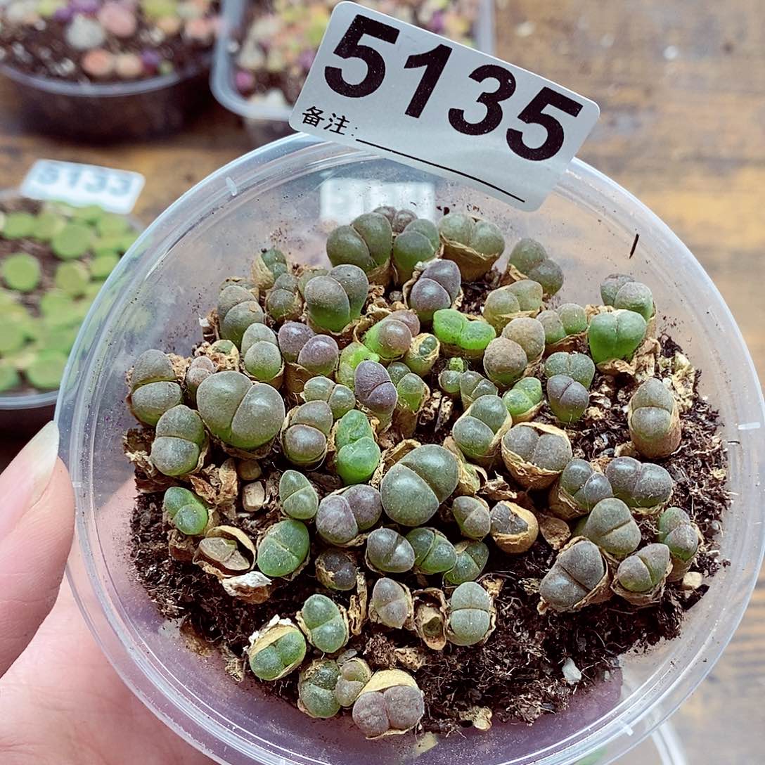 5135啊啊啊啊啊啊45