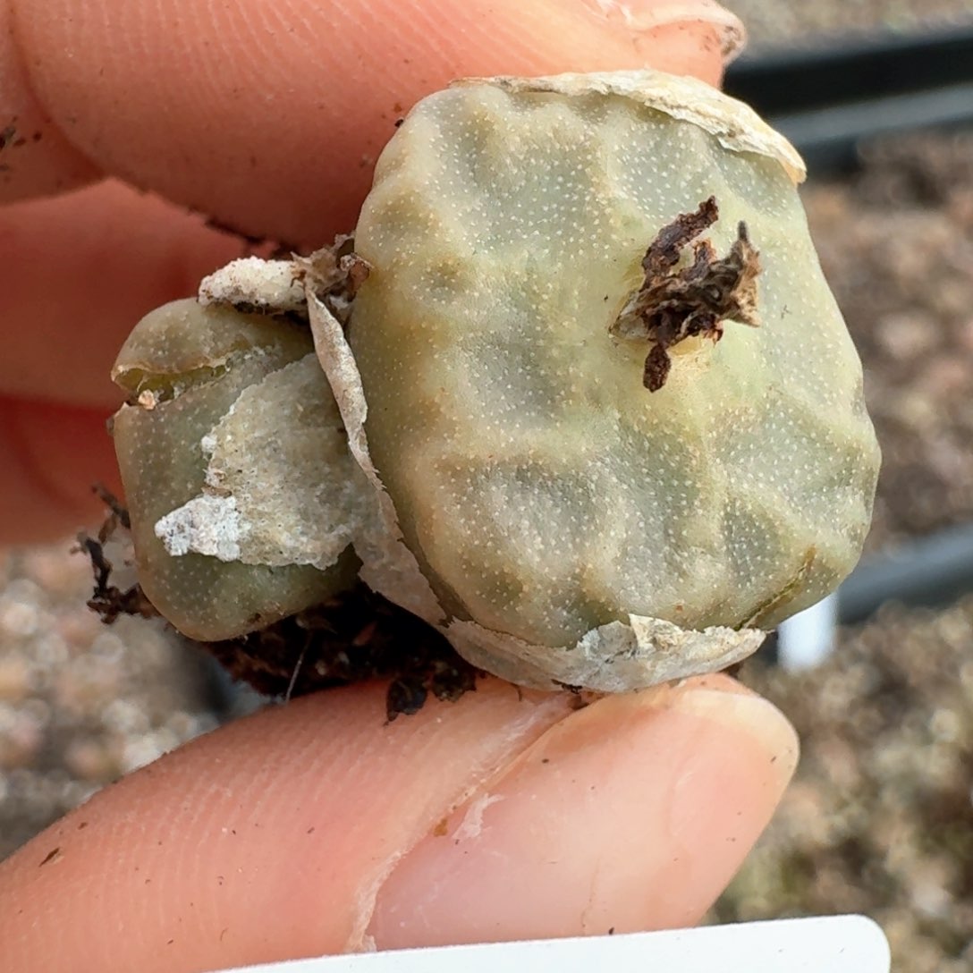 689烧麦1410.63  000000