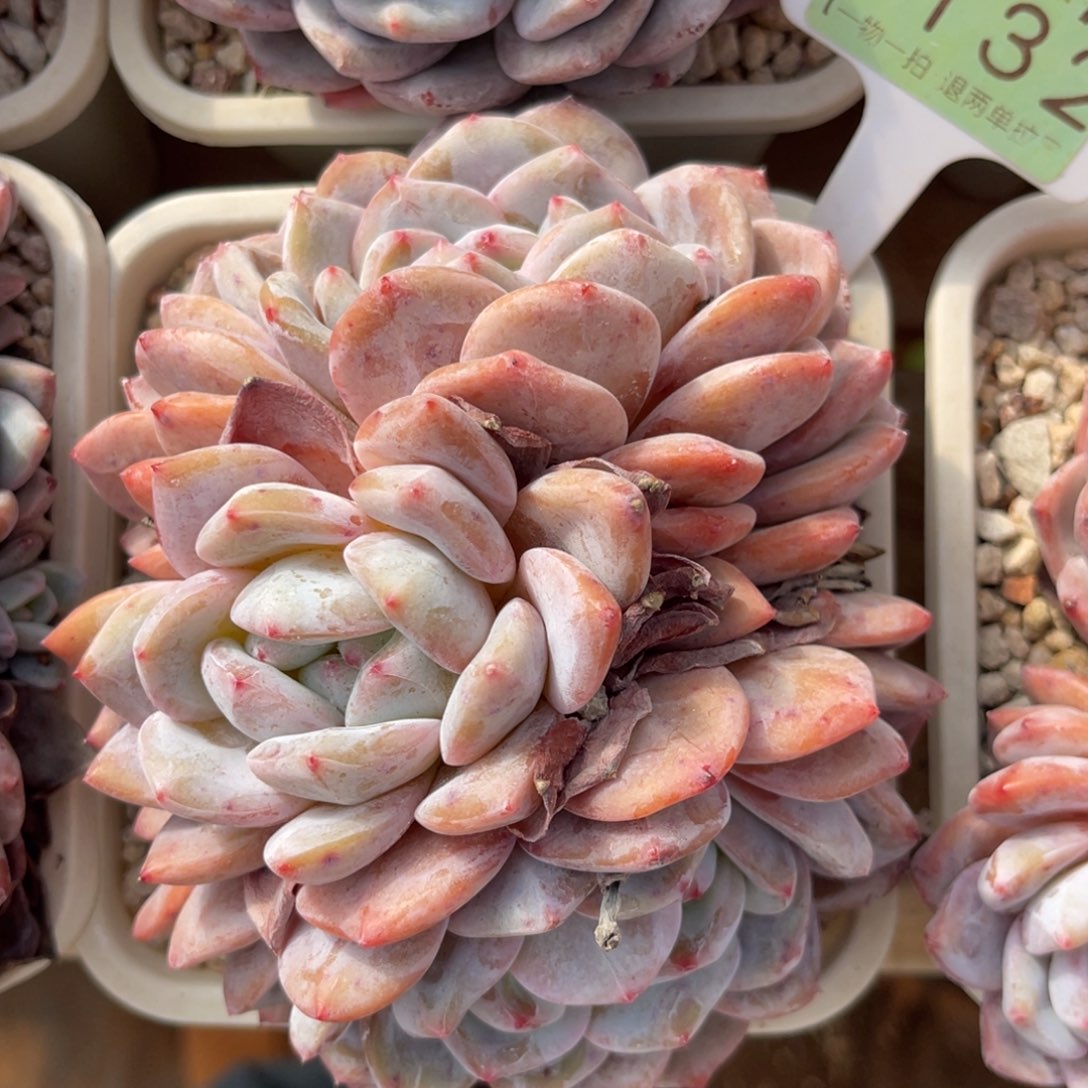 云尘多肉一物一拍1132