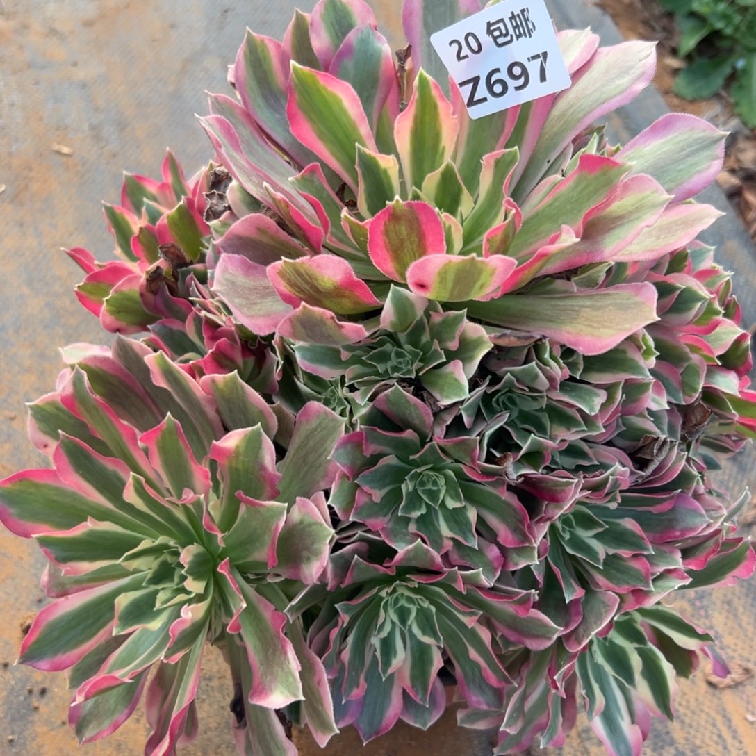 697夜罗刹，满20包邮嘟叮熊