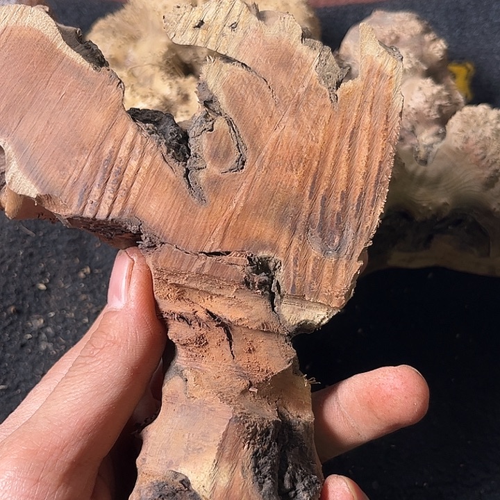 光***头香榧木我们的确是一个人的生活