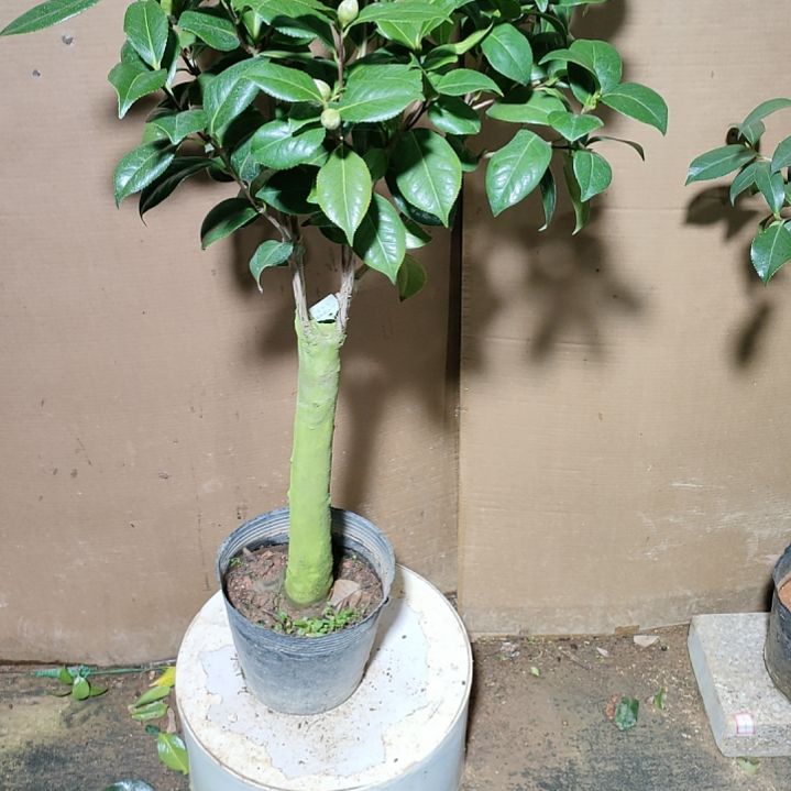 693乌马克，白瑞奇 原盆原土发货，不包邮