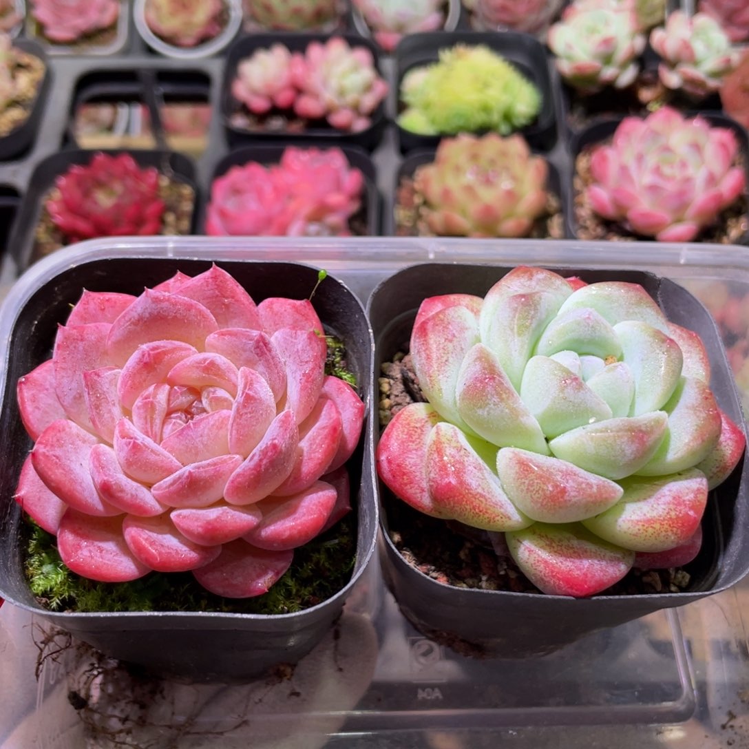 花利美3-40新品➕冰玉