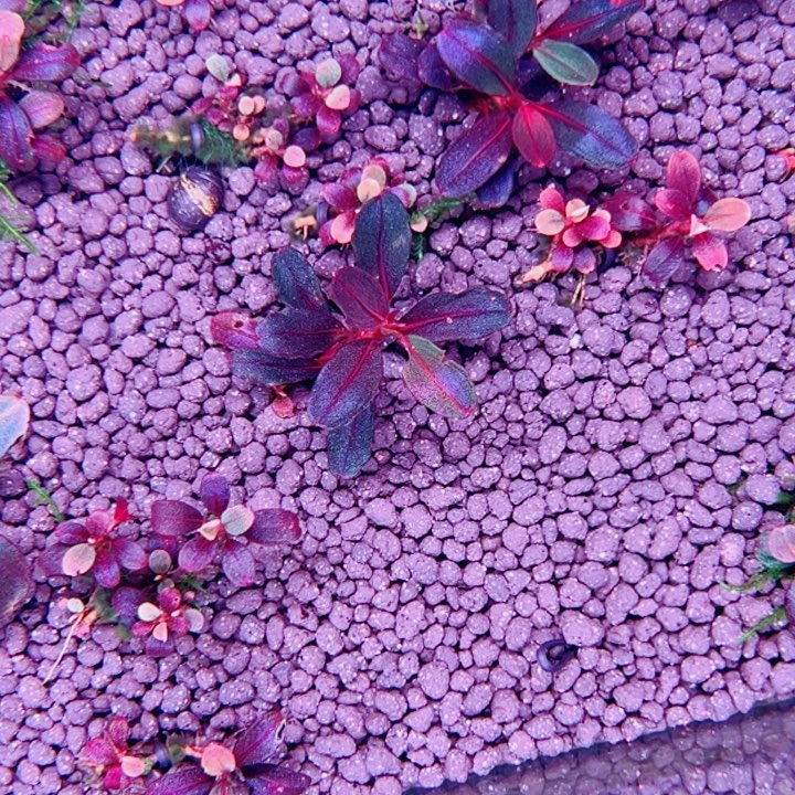 无花朵福利辣椒榕红脉NEO