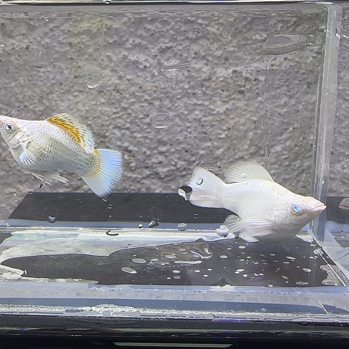 黑玛丽鱼铂金麒麟。74号