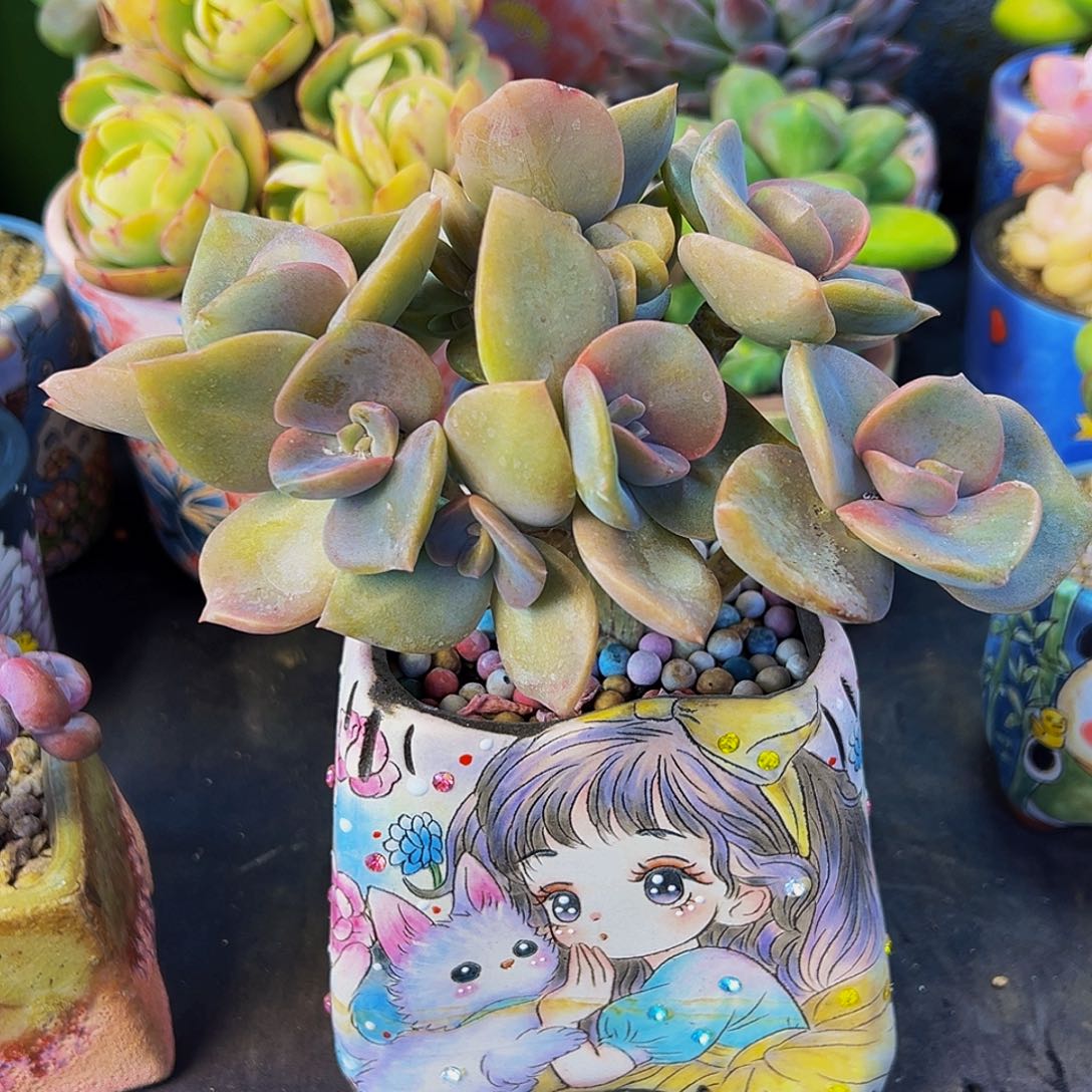 木***易赫氏多肉植物一颗