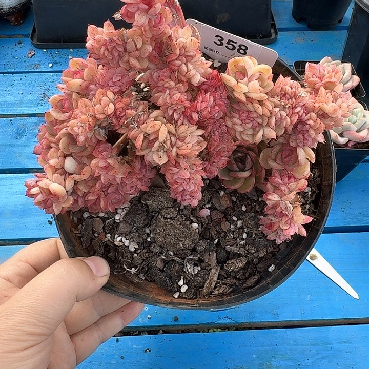 冰河世纪缀化多肉358