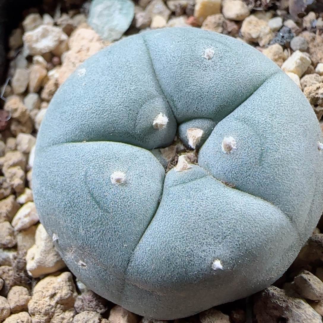 A28实生草球多肉2.9