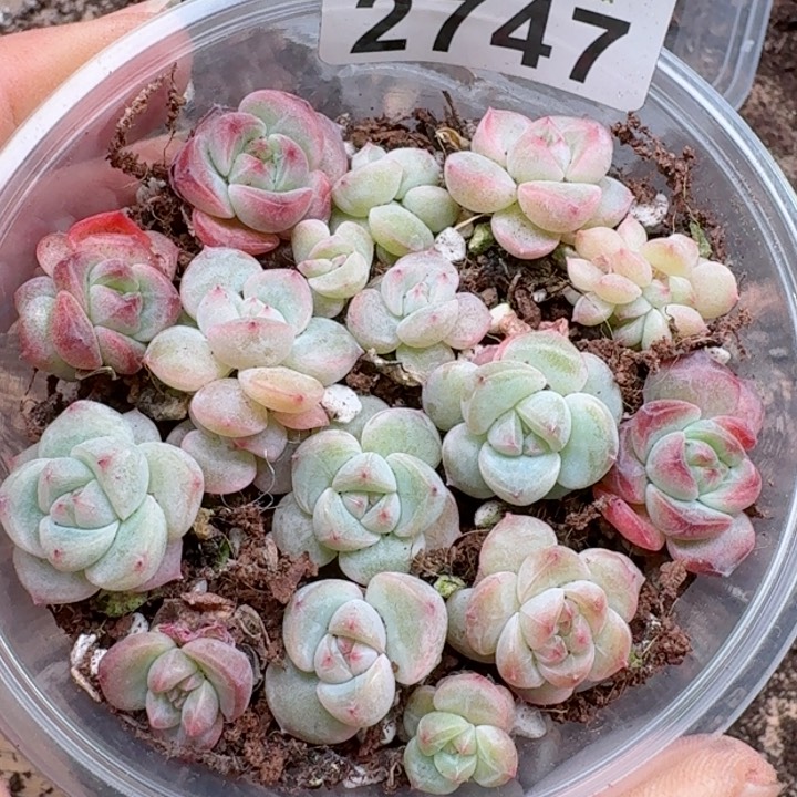 多肉植物多肉植物