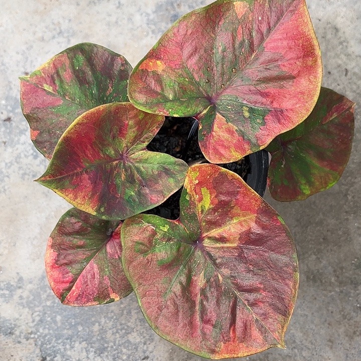 8-1119星尘广东现货