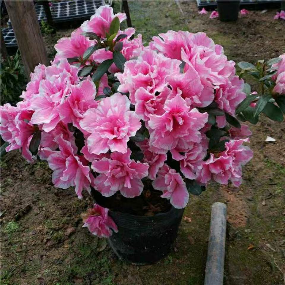 桃雪杜鹃花盆栽四季开花耐寒植物室内外绿植客厅阳台花卉