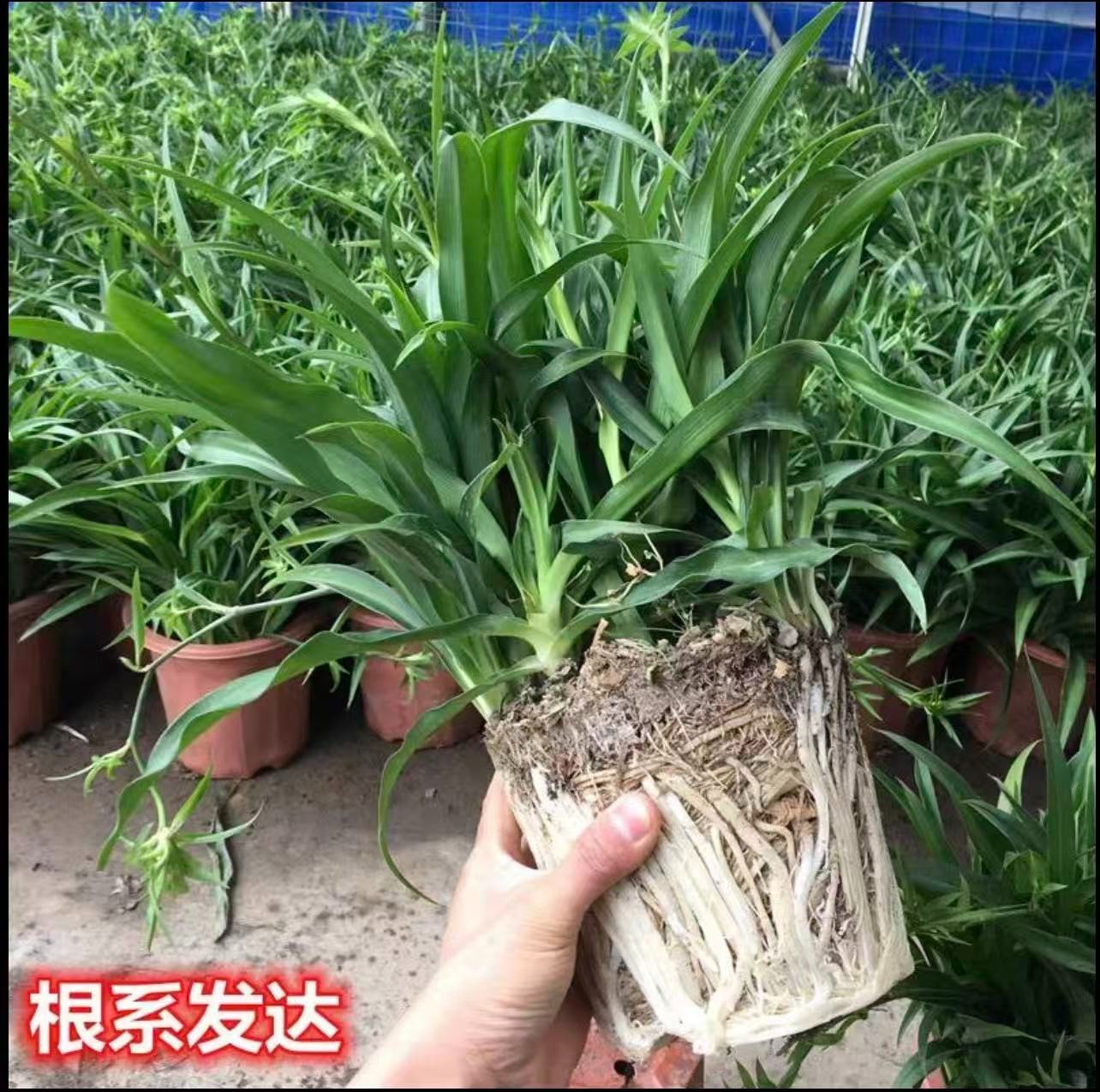 金边吊兰颜色吸甲醛垂吊绿植桌面小盆栽四季常青好养植物美观自然