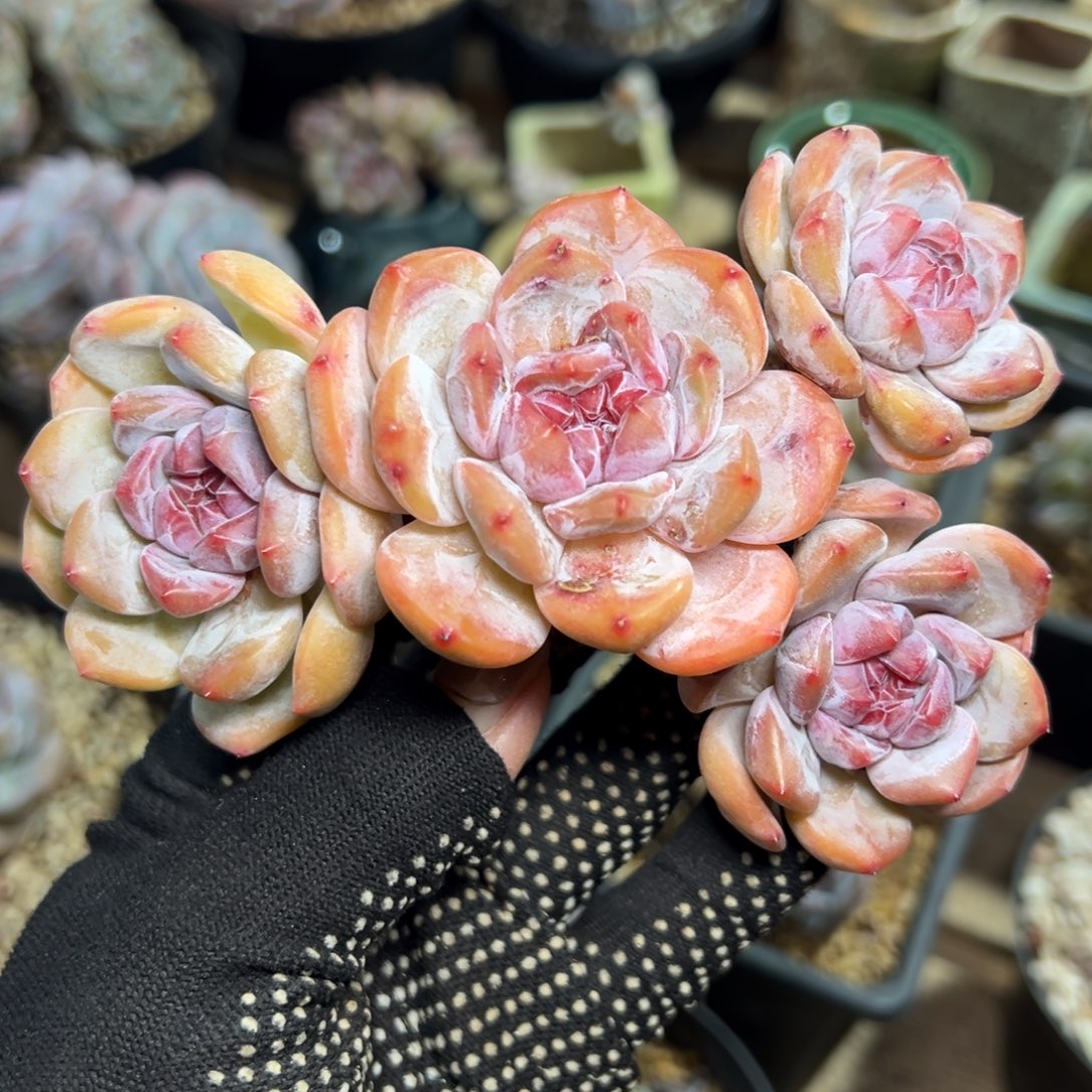 四头趴地皇帝紫心