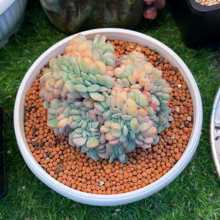 那***很深度姐泡芙sp缀化一颗