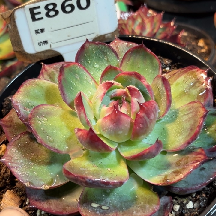 惊鸿一物一拍包装收缩花旱860