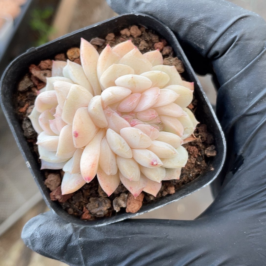 优选白碧缀化504