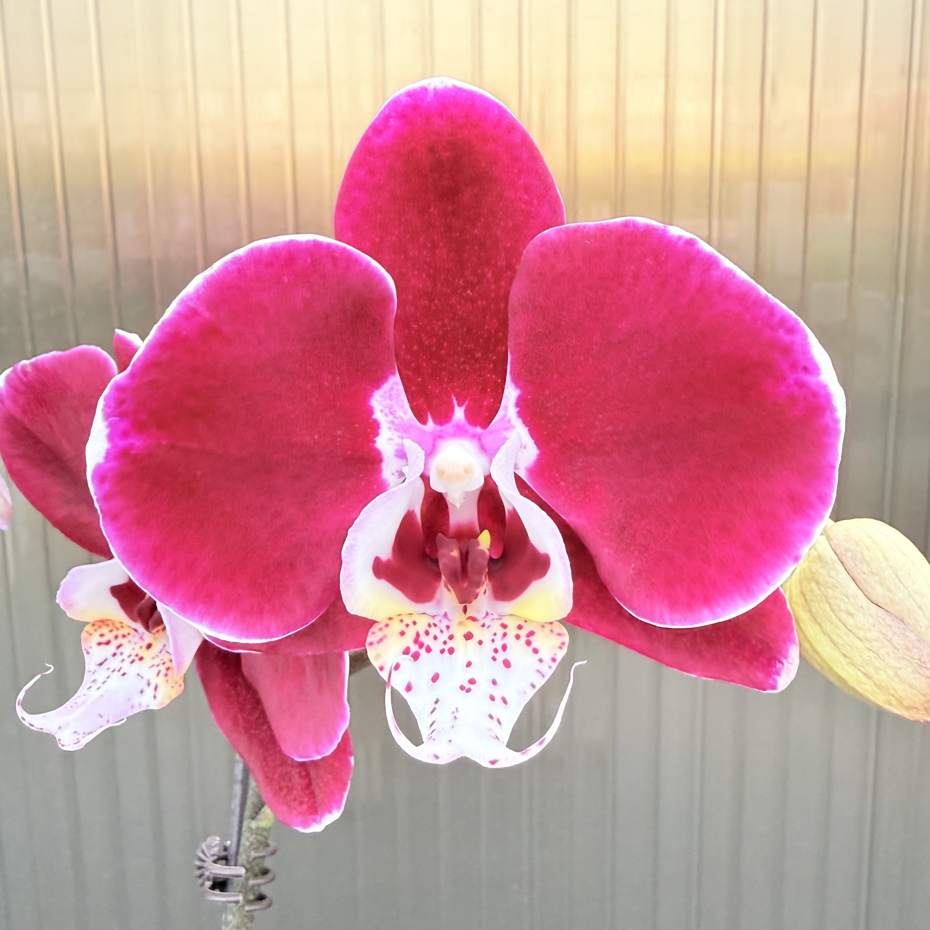 【幻影】花心思精品蝴蝶兰 好养耐养 室内花卉 精挑发货 基地发
