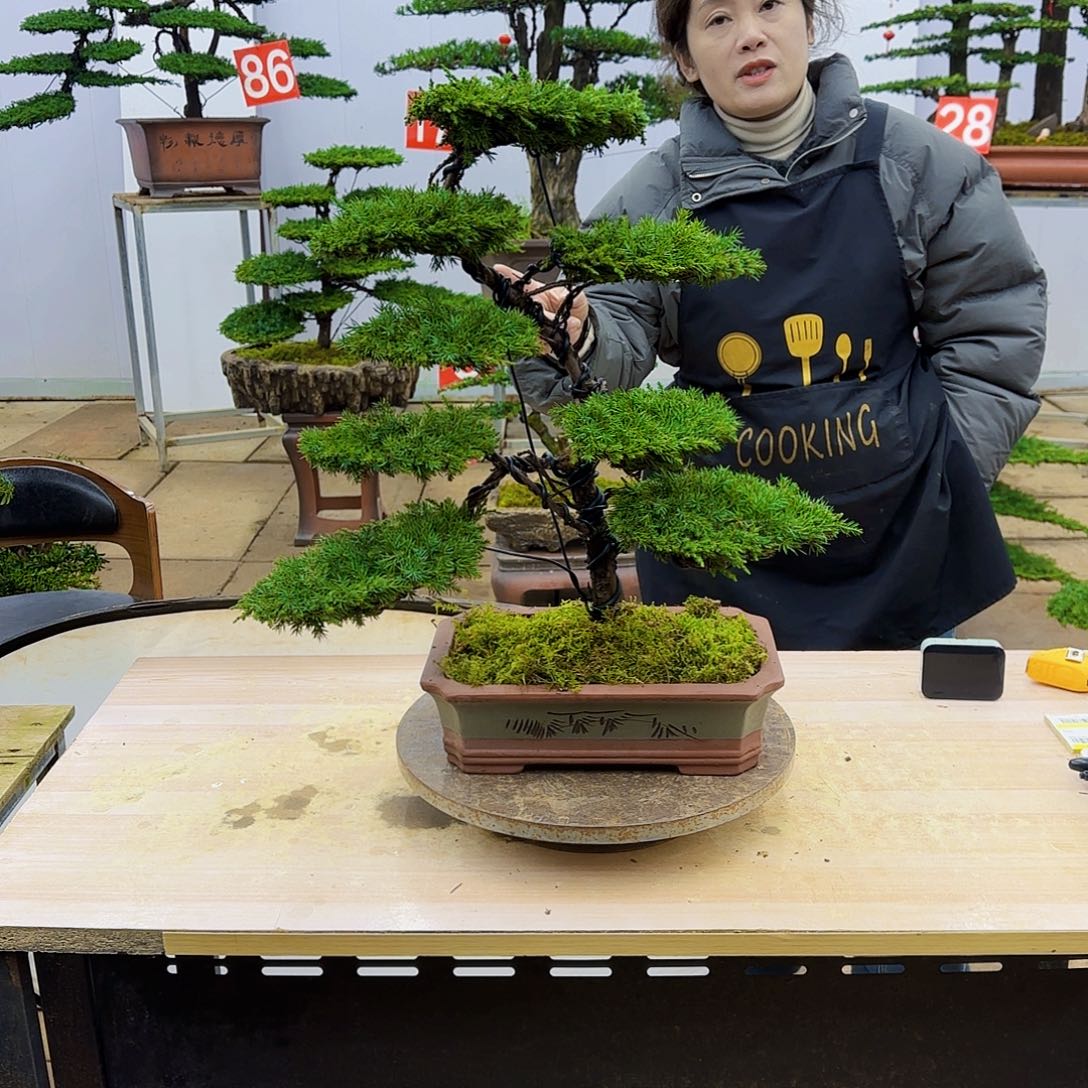 盆景直播间一物一拍