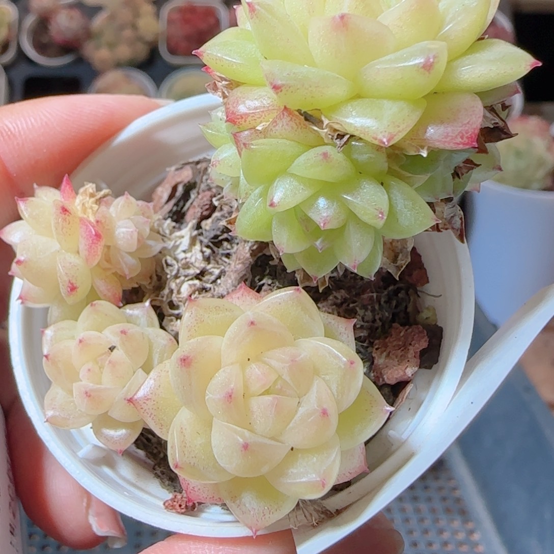 花语多肉1229-09麦秆