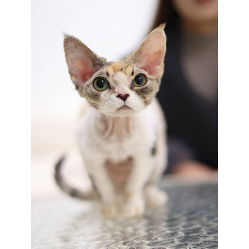 【三花花】精灵感十足的三花开脸德文卷毛猫