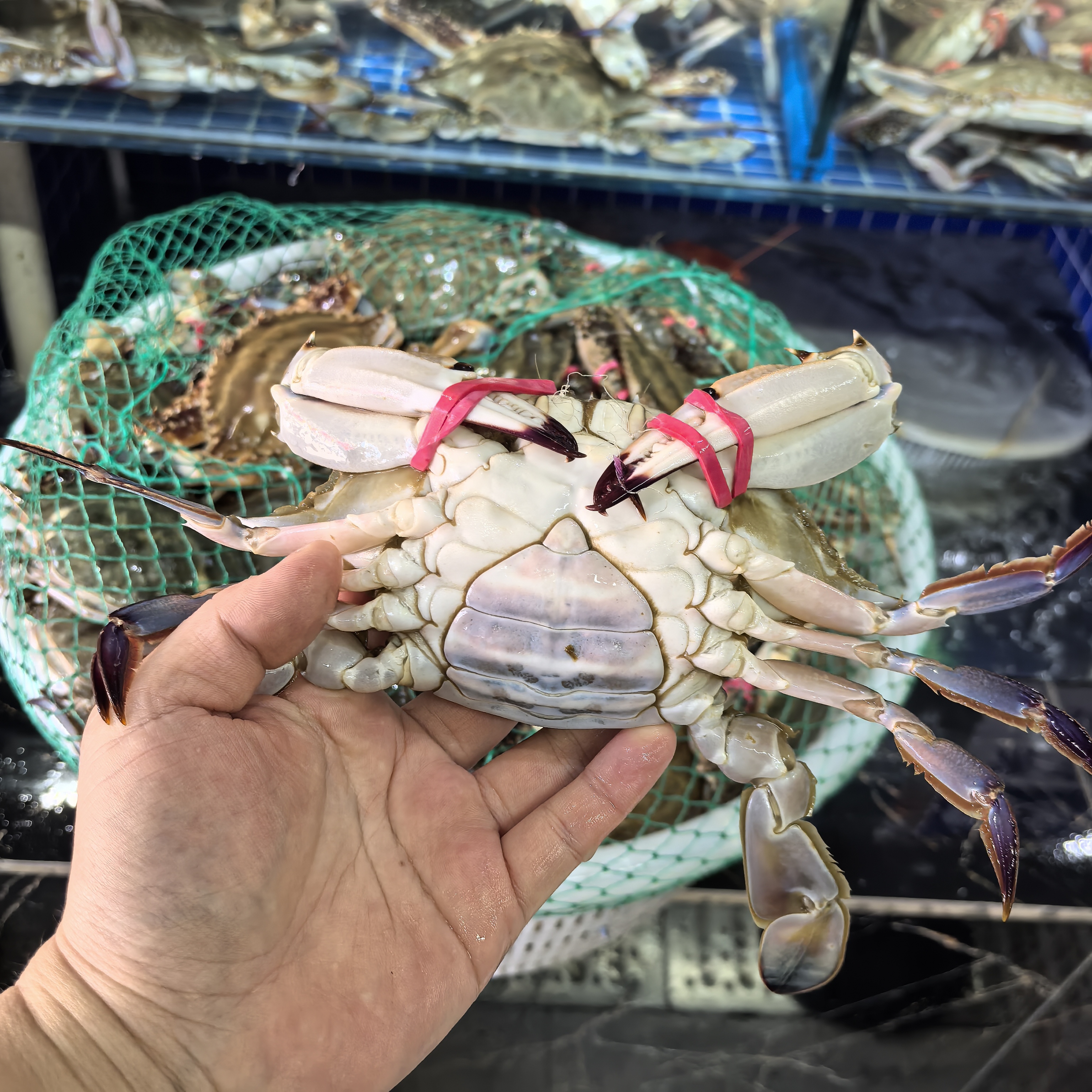 【5+肉母】莱州三山岛肥肉母1斤 约2只左右（无黄或微黄）（单只5两左右）肥度8-9成【保鲜不保活】部分掉退介意慎拍