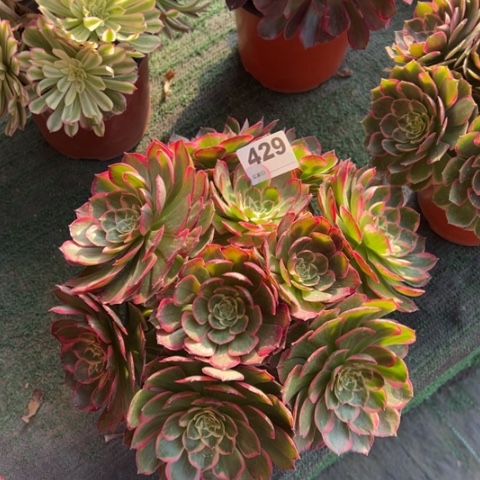 429粉花妖朵朵多肉，