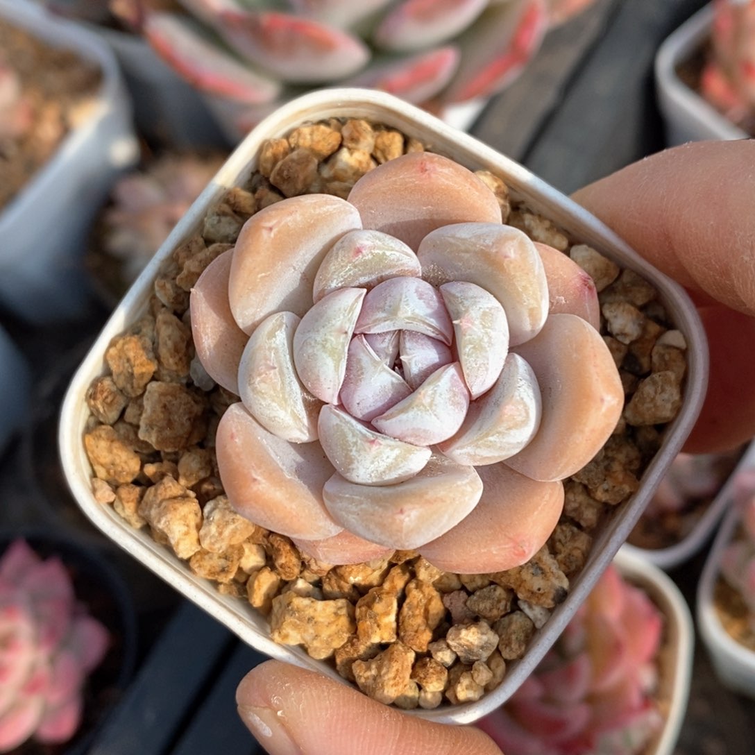 精品多肉一物一拍不包整10