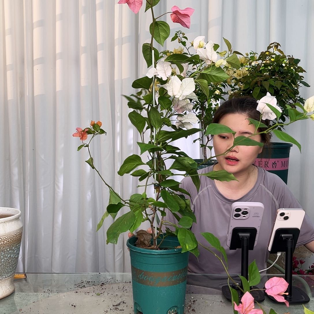 当前无花栽培后可以开花橙口红带竹一颗