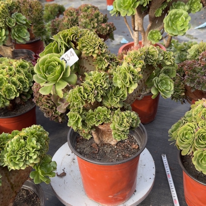 多肉植物绿羊绒缀334