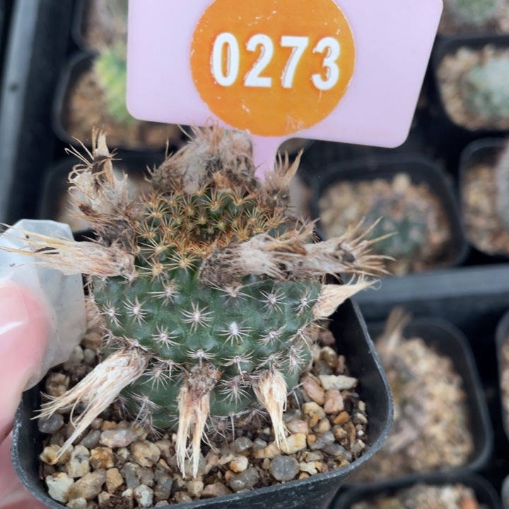 双***星实生仙人球02730000