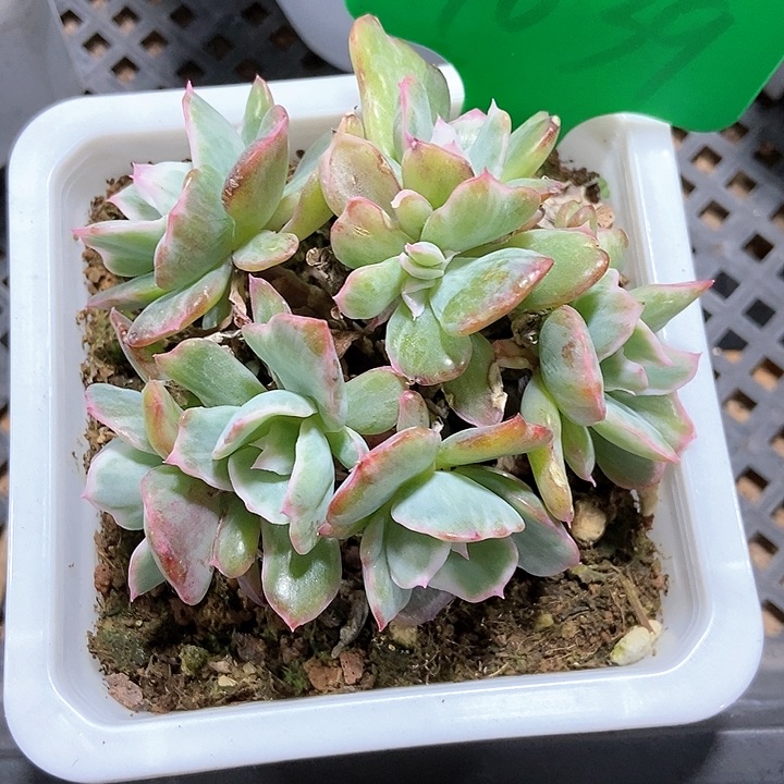 多肉植物伯克利锦1039