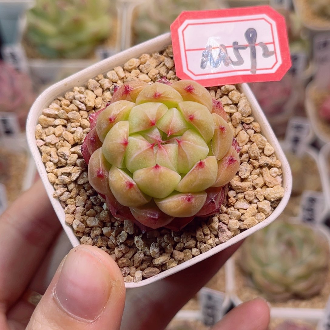 M592 苹果爆珠一物一拍