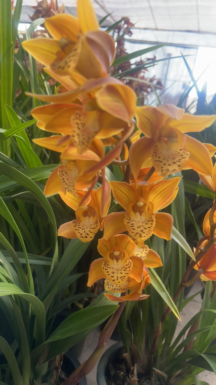 火鸟淡香大花蕙兰 云南基地直发