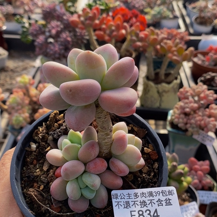 樱花洛神834多肉植物