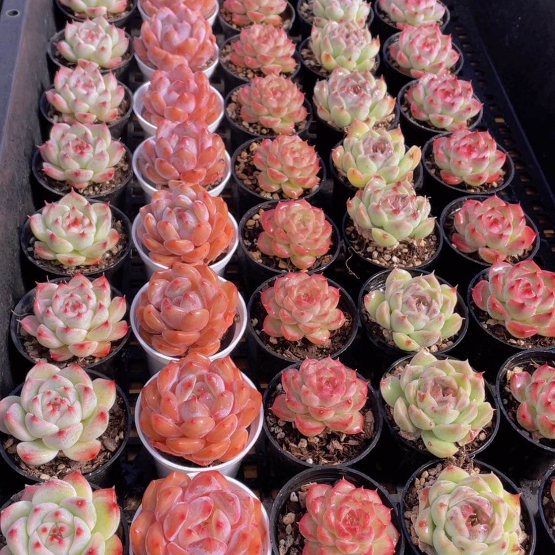 量拍82号 精美组合单头5个