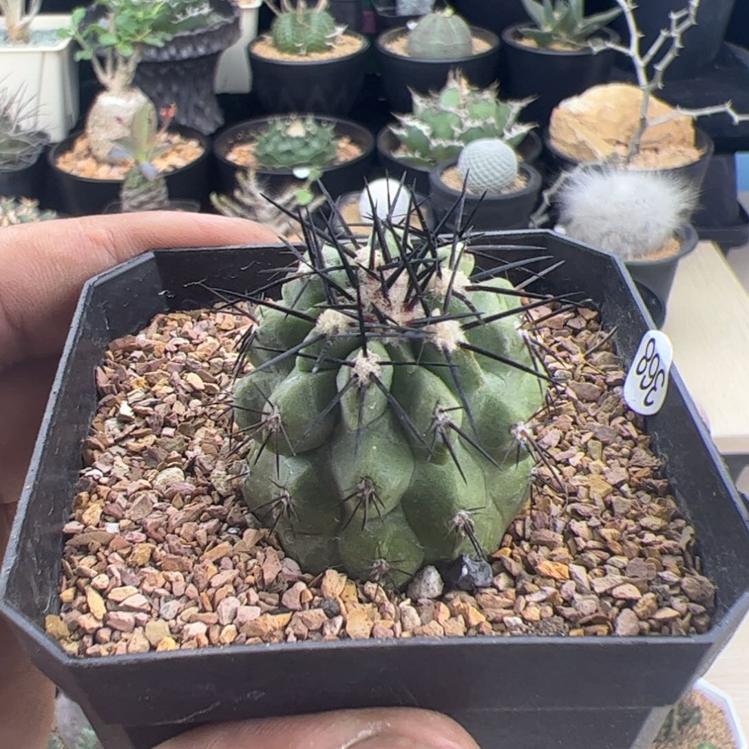 孤龙丸一物一拍默认脱土发