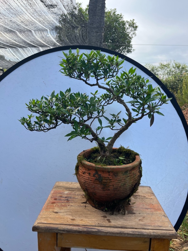 精品栀子花室外高档名贵室内盆景老桩一物一拍