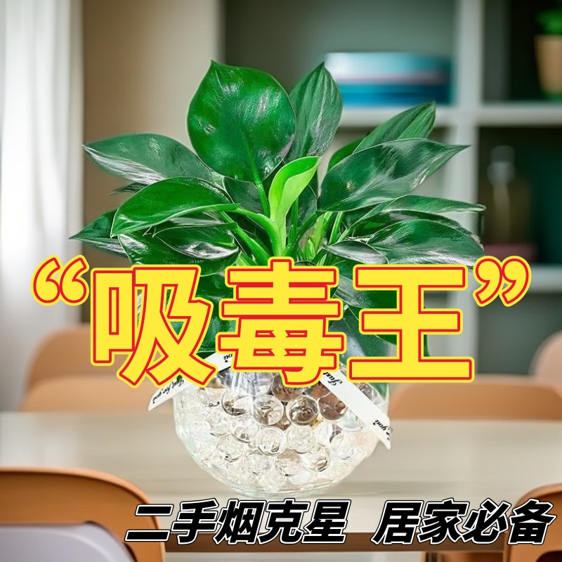 【首单直降】绿公主盆栽水培植物金钻好养花四季吸甲醛花卉桌面绿植