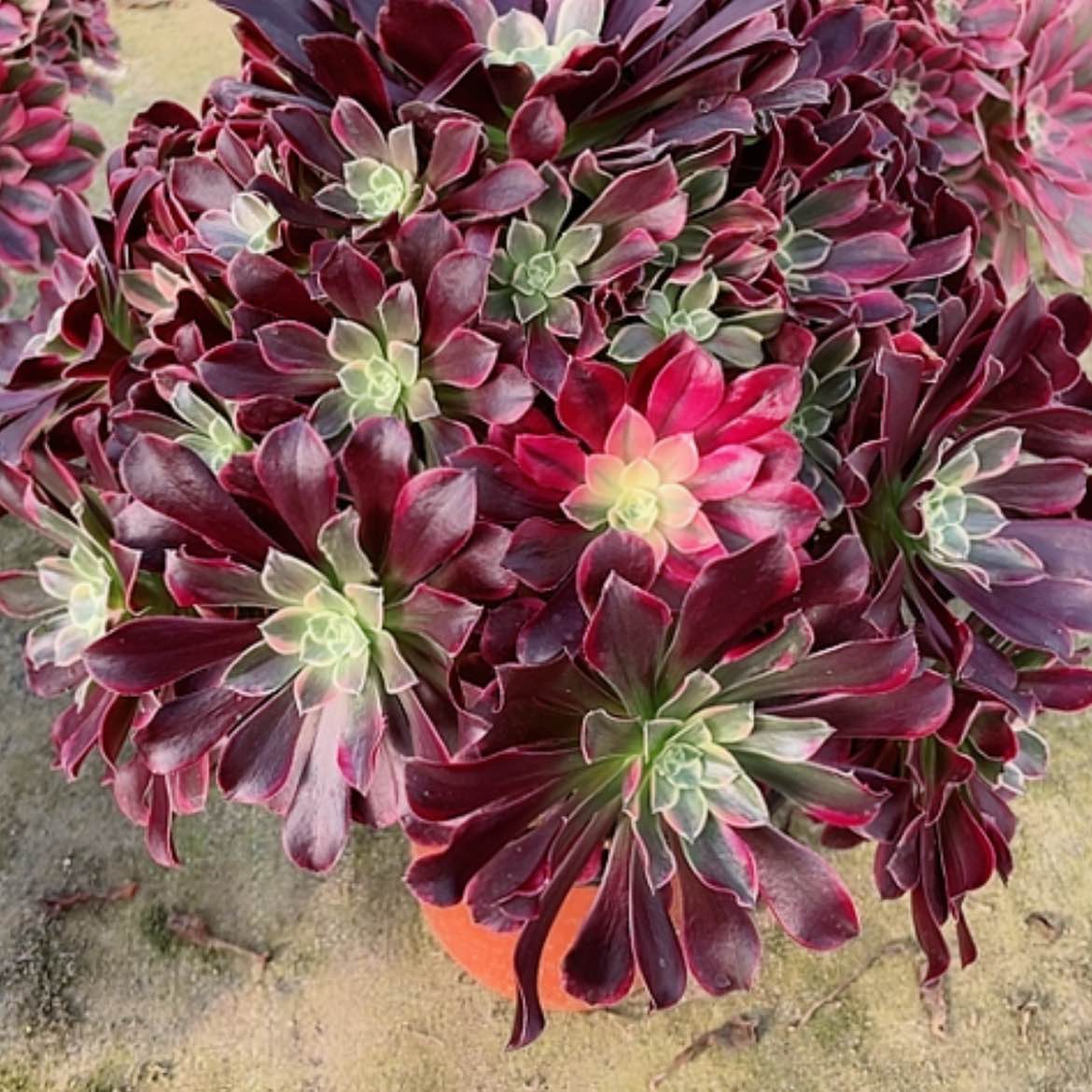 【闪购商品】法师好看也好养