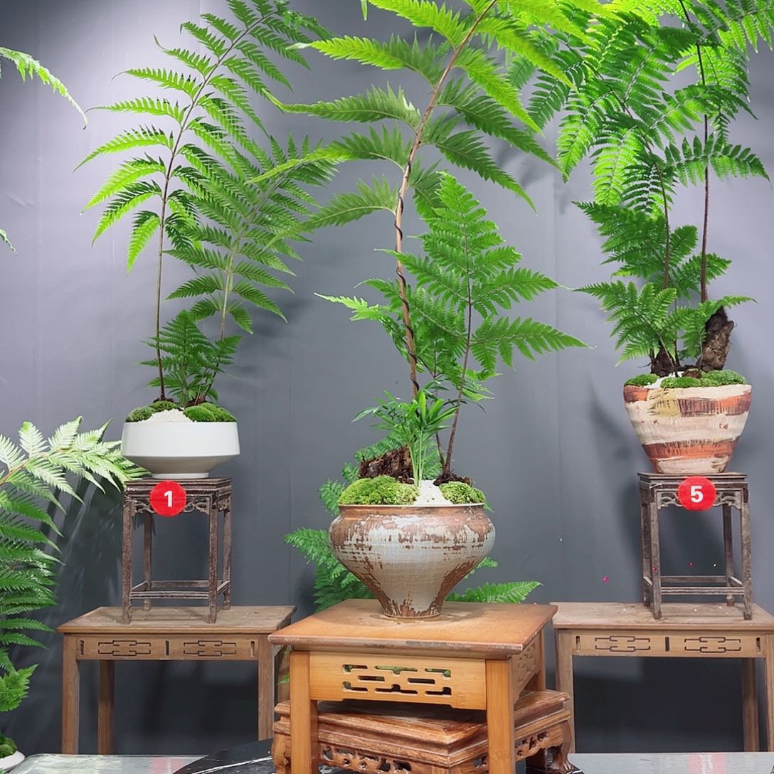 无花朵绿植树绿植，蕨类植物