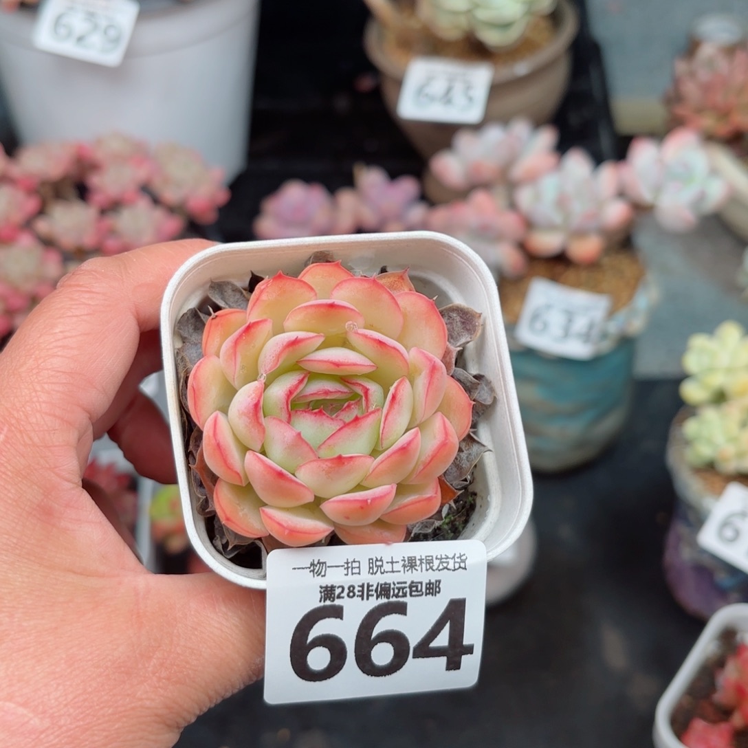 草莓冰无盆土发货