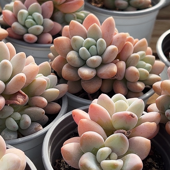 红洛神    福利多多